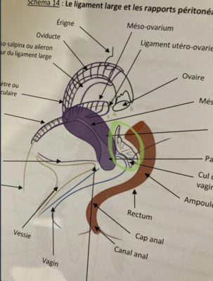 Ronéo AGF schéma.PNG