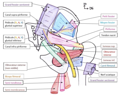 Région coxale postérieure.png
