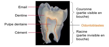 odontoB périphérie.png