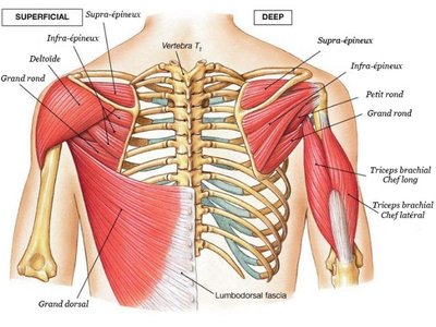 Muscles-épaules-profonds-français-b.jpeg