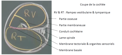 coupe cochlée.PNG