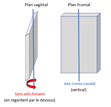 Rotation estomac.PNG