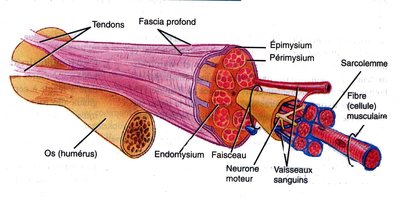 schema faisceau muscle.jpg