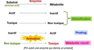 Métabolisme schéma PK2.PNG