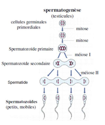 spermatogenese.png