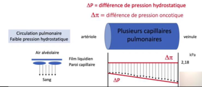 Gradients poumons.PNG