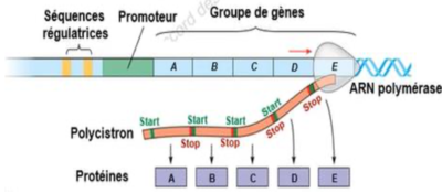 Capture d’écran 2021-09-13 à 15.50.36.png
