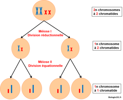 meiose-simple.png
