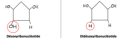 DNTPs et DDNTPs.png