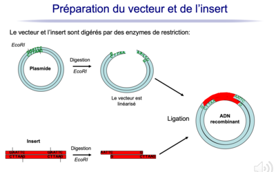 Polyliker et enzymes de restrictions.png