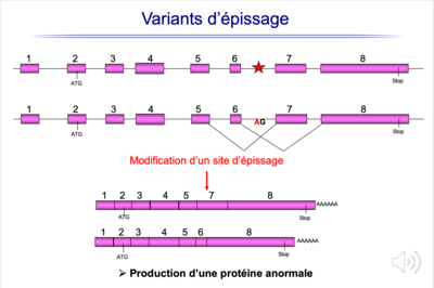 Variant d'épissage.png