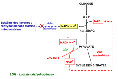 Capture d’écran 2021-09-23 à 11.24.52.png