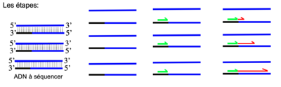 Séquençage.png