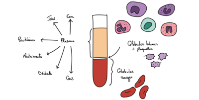 composition sang.png