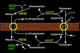 navette malate aspartate.png