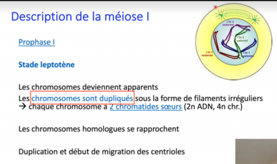 Méiose.png