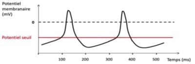 Cellule nodale PA.png