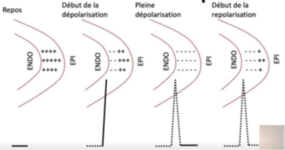 PAC repol-dépol.png