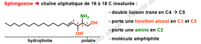 sphingosine.png