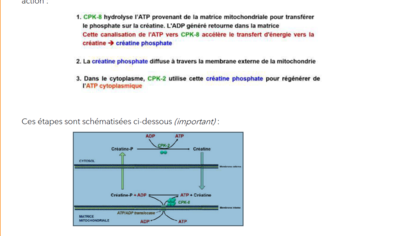 Capture d’écran 2021-10-17 115257.png
