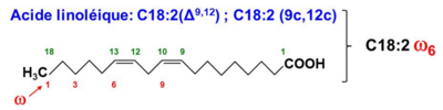linoléique.png