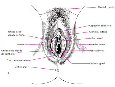 anatomie vulve.jpg