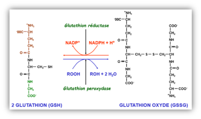 glutathion.png