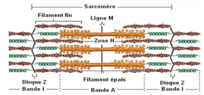 sarcomère myofilamets.png