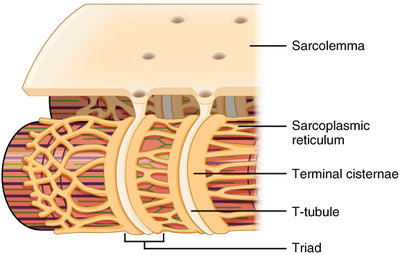 triade tubule t.jpg