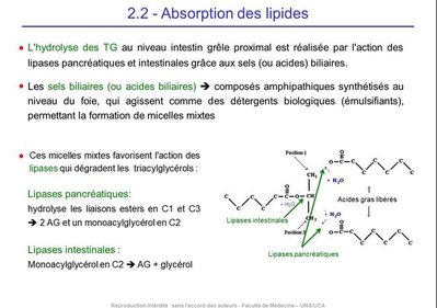absorption lipides.jpeg