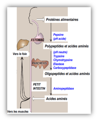 enzymes dgiestion protéines exocrines.png