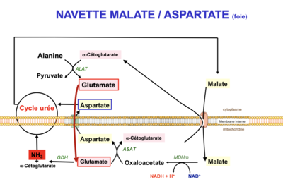 navette malate-cycle urée.png