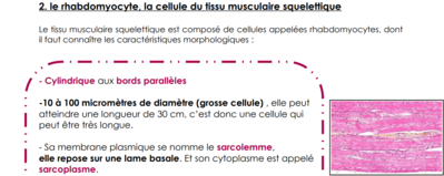 extrait sarcolemme.png