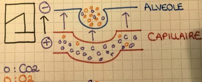 1shéma  diffusion CO2.jpg
