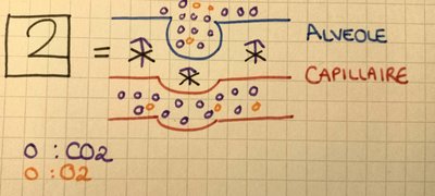 2 shéma diffusion CO2.jpg