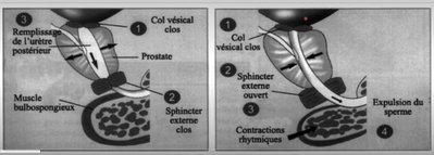 Capture web_13-11-2021_213459_lms.univ-cotedazur.fr.jpeg