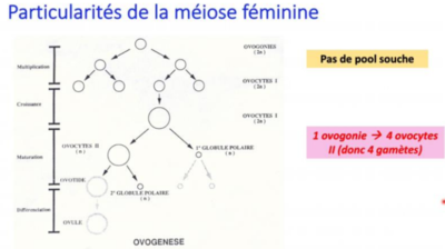 méiose agf.PNG