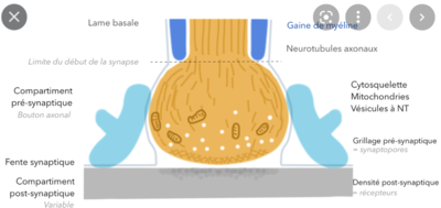 schema fentesynaptique.png