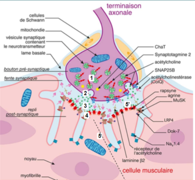 fente synaptique.png