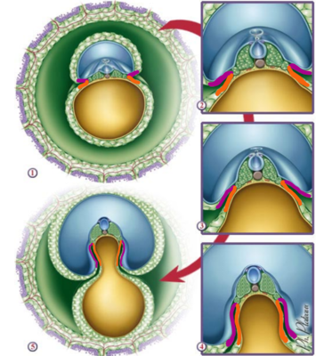 Capture d’écran 2021-11-24 005033.png