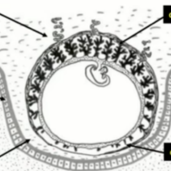 Capture d’écran 2021-11-24 014101.png
