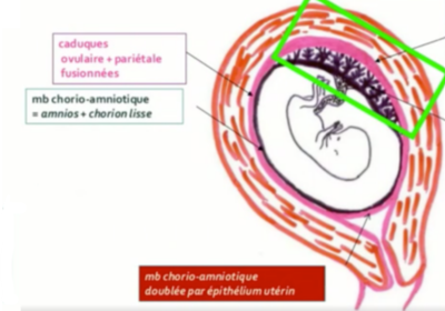 Capture d’écran 2021-11-24 015203.png