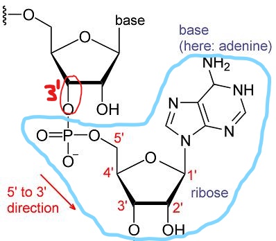 Inkeddifference-between-dna-and-rna-nucleotides.jpg