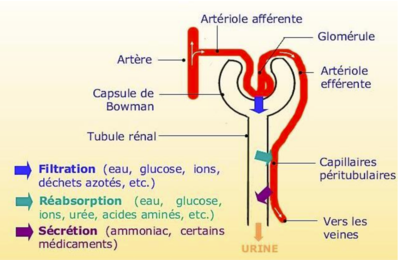 étapes urine rein.png