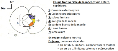 Morphogénèse de la moelle spinale.png