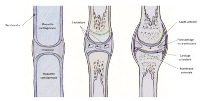 Arthrogénèse synoviale 2.png