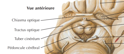 pédoncule cérébral.png