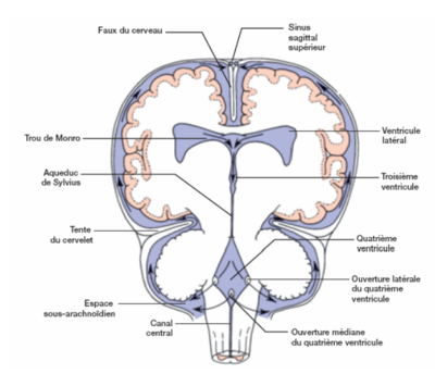 Circu LCR vue de face.png