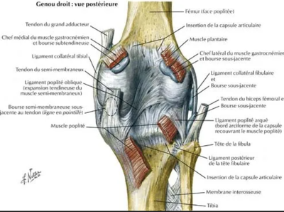 renfo postérieur.png