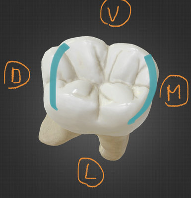 molaire.jpg (380.11 Kio) Vu 261 fois molaire.jpg